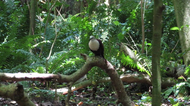 White-throated Ground Dove - ML455330231