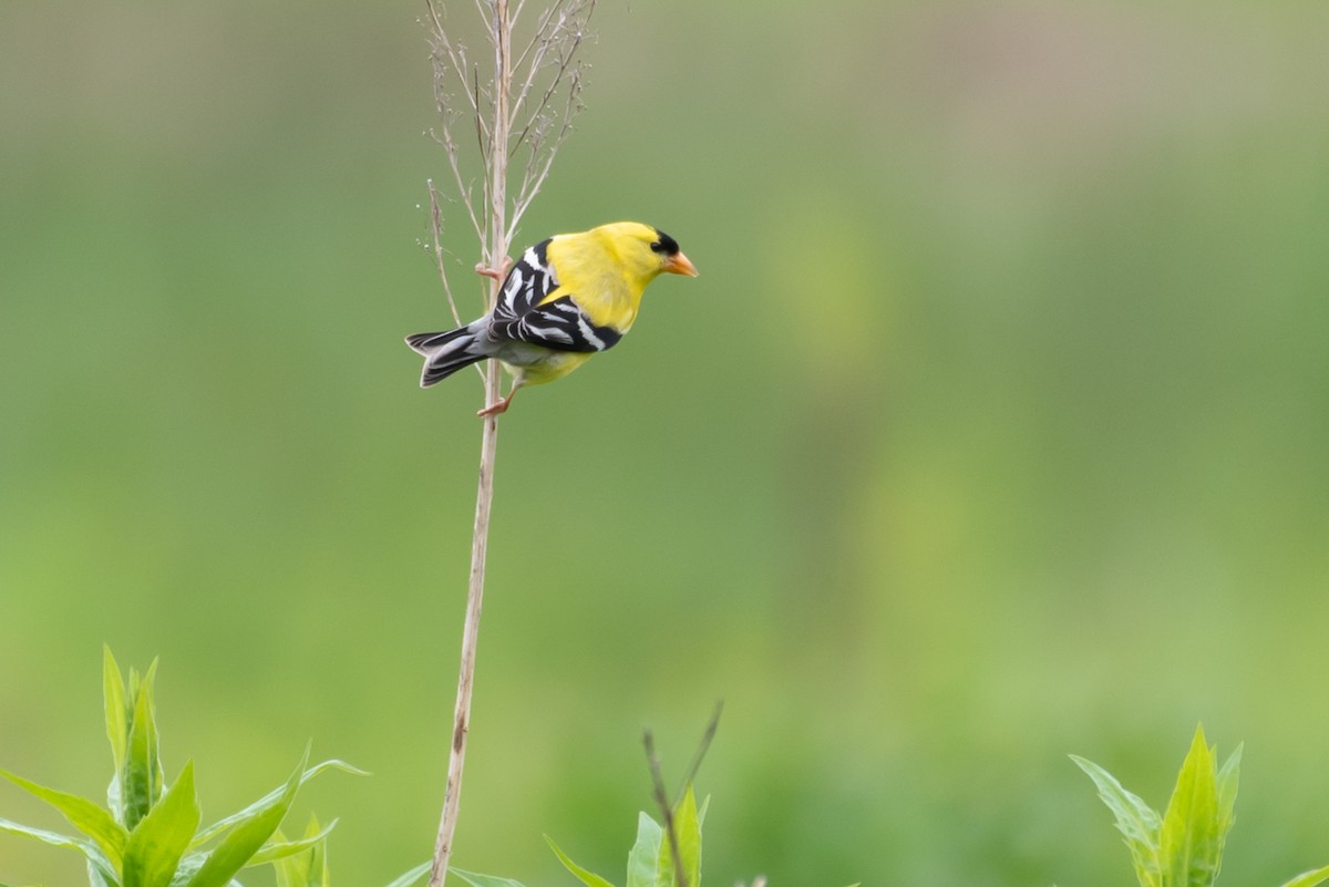 American Goldfinch - ML455330701