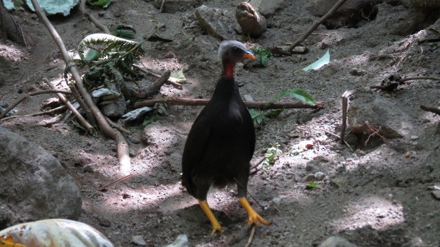 Micronesian Megapode - ML455331051