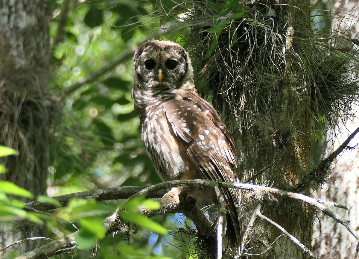 Barred Owl - ML455332071