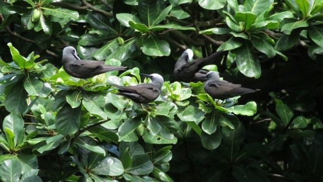 Black Noddy - ML455332291