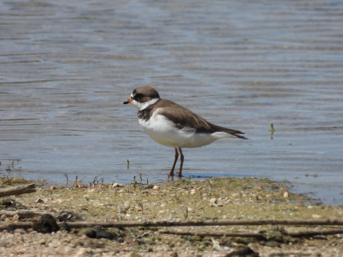 Semipalmated Plover - Tanja Britton