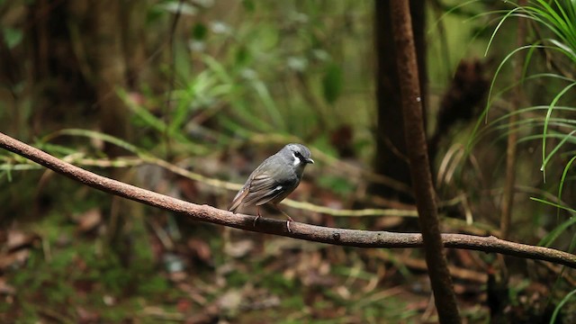 Petroica Ceniza - ML455333