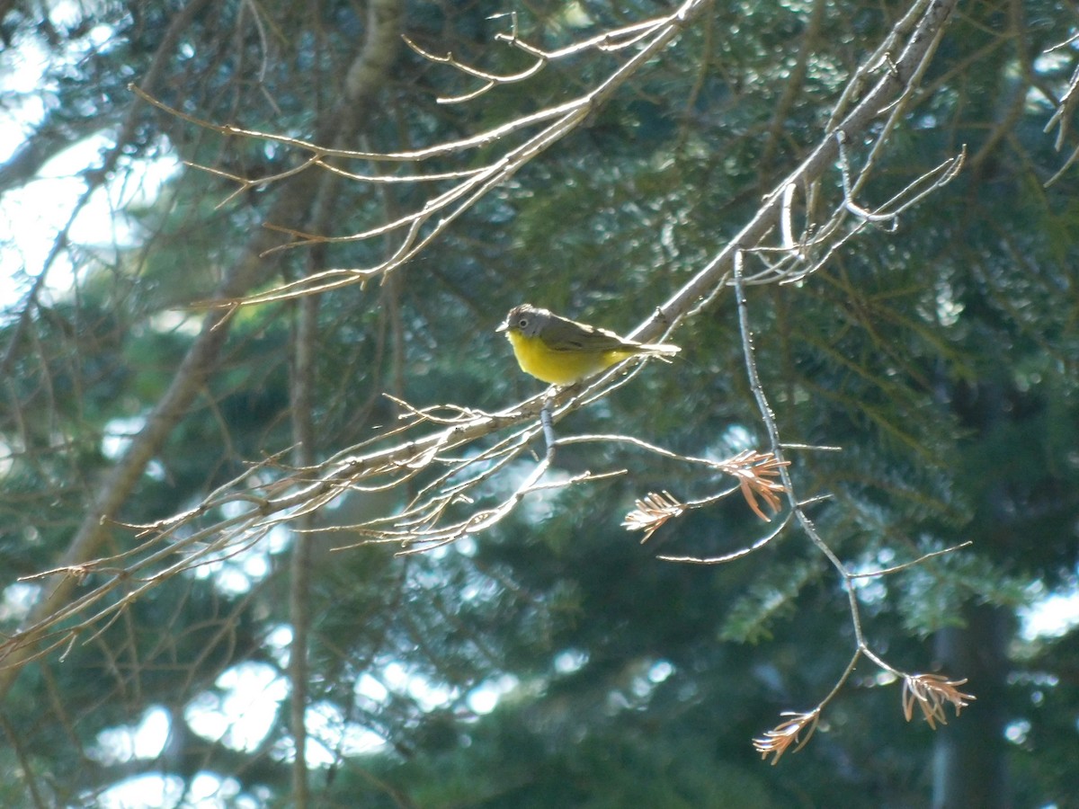 Nashville Warbler (ridgwayi) - ML455333841