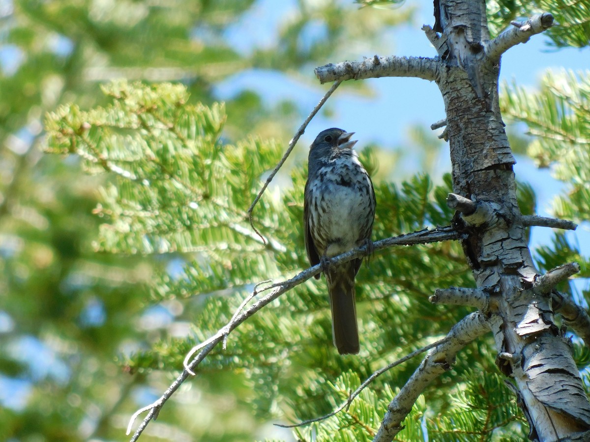 Fox Sparrow (Thick-billed) - ML455333991