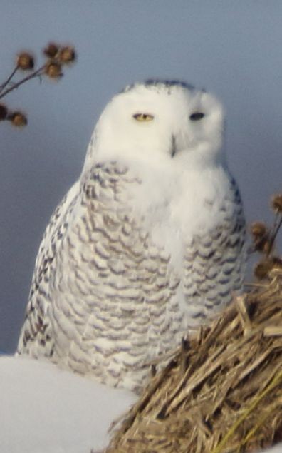 Snowy Owl - ML45533401