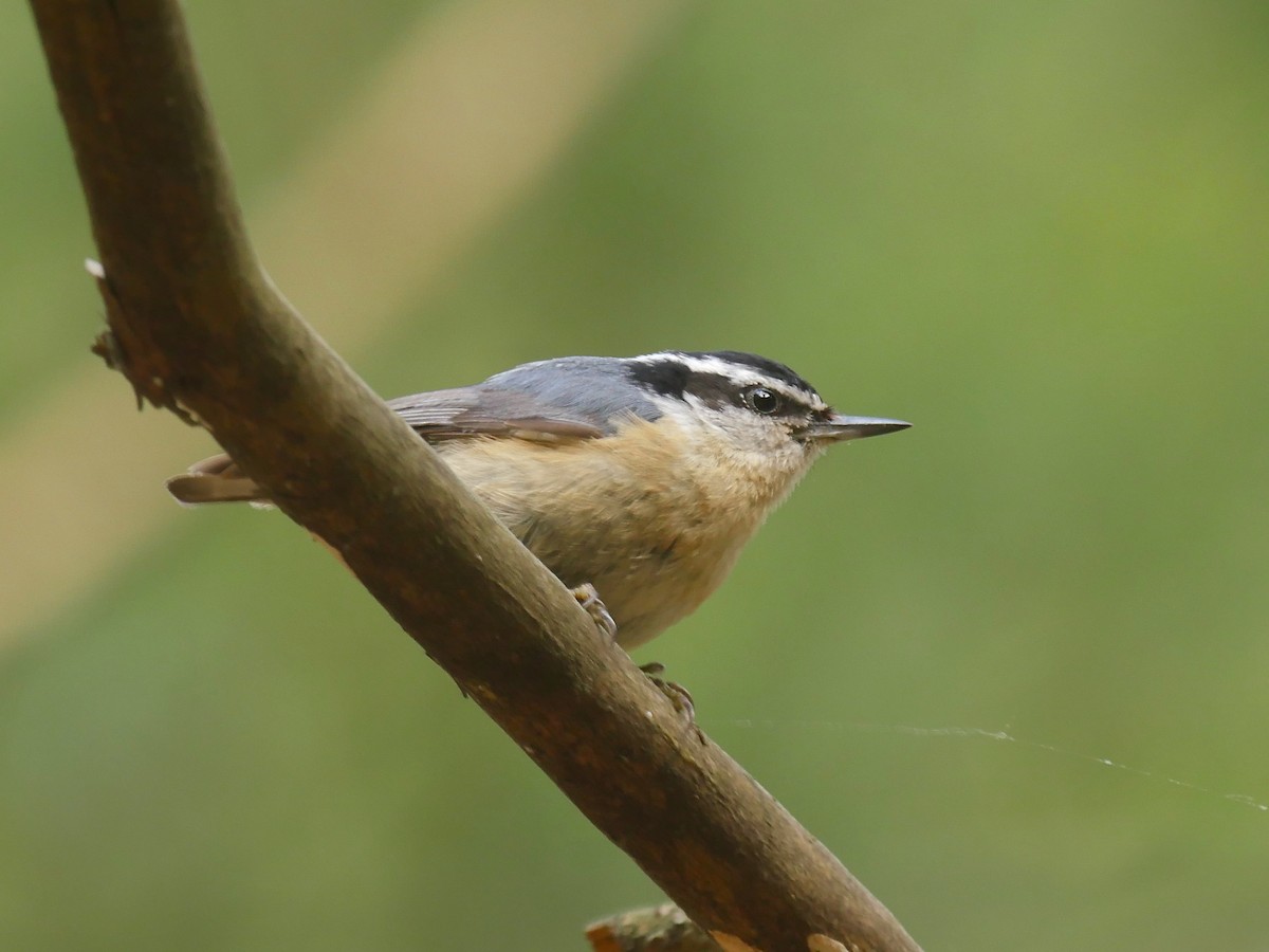 Red-breasted Nuthatch - ML455334941