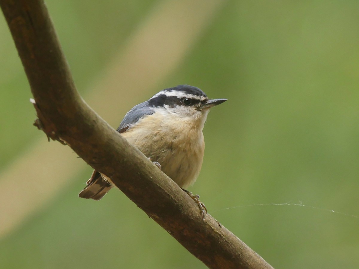 Red-breasted Nuthatch - ML455334971