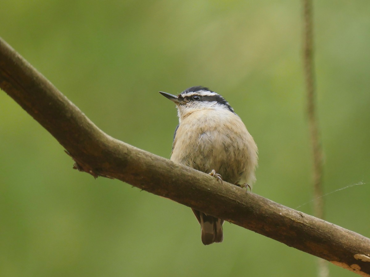 Red-breasted Nuthatch - ML455334981