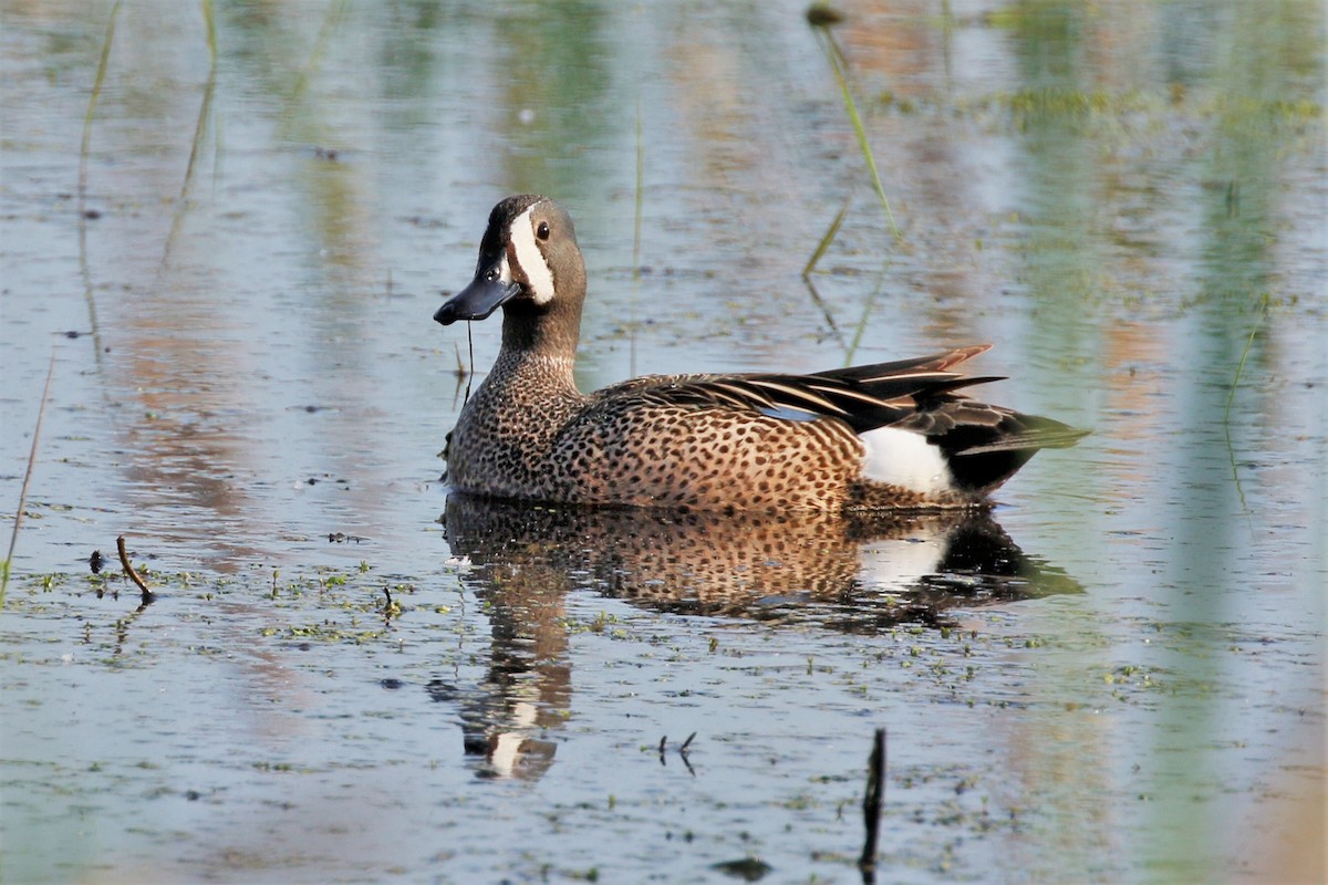 Blue-winged Teal - walter sliva