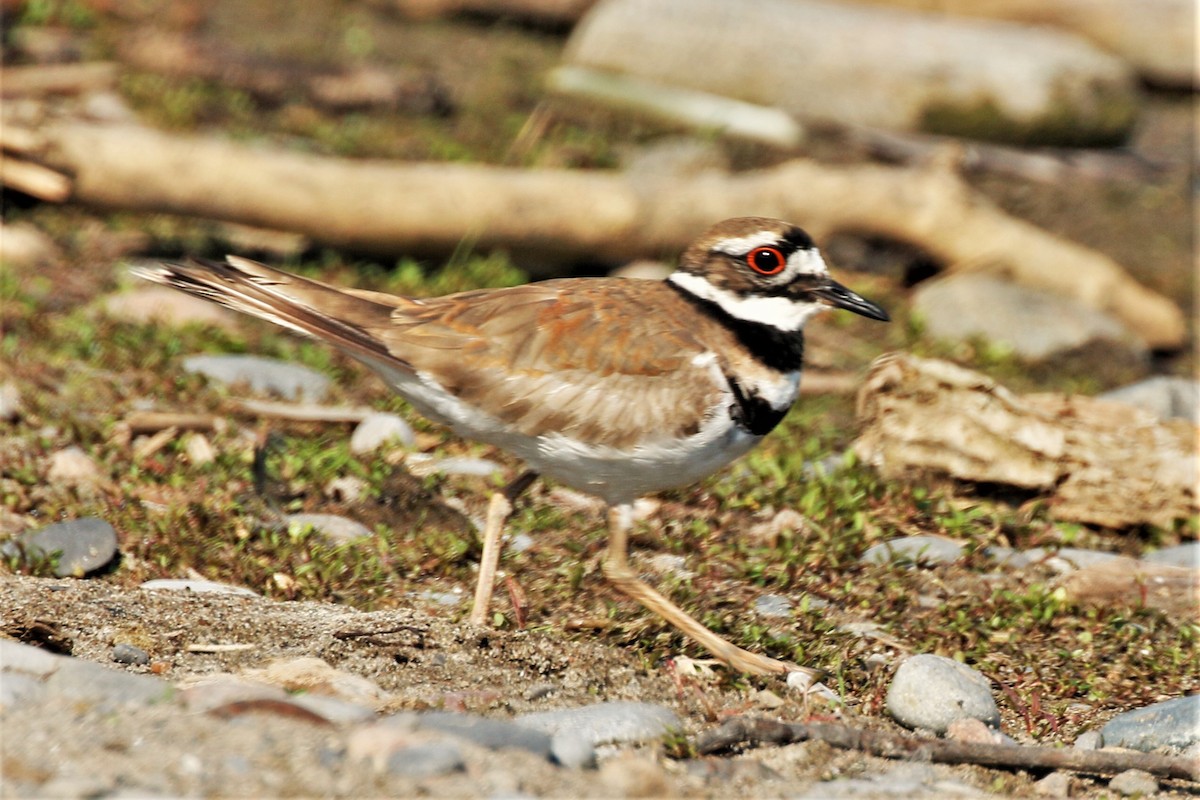 Killdeer - ML455336221