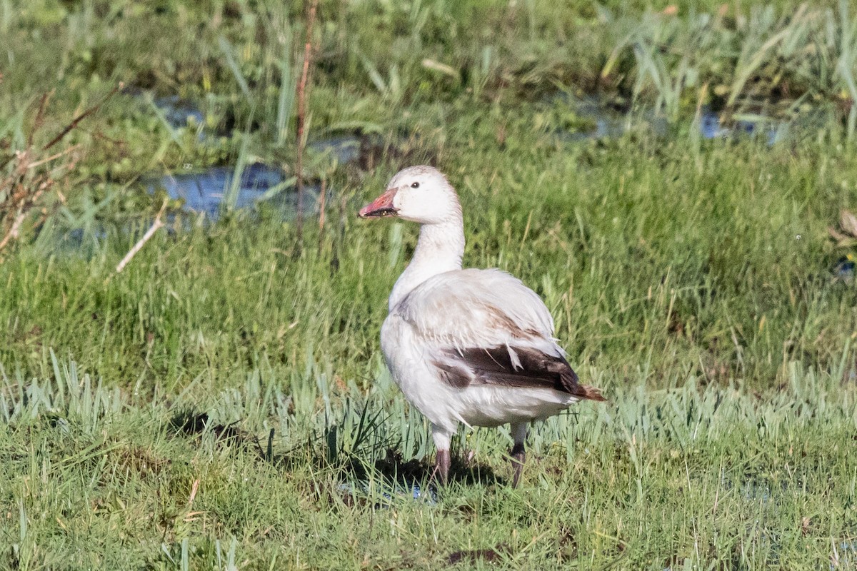 Snow Goose - ML455336931