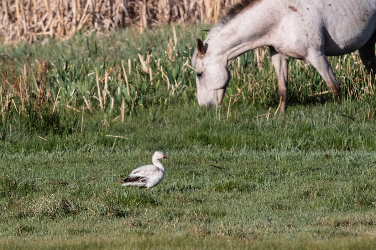 Snow Goose - Bob Friedrichs