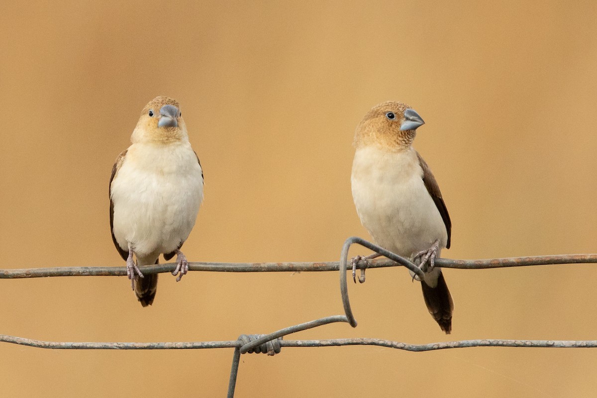 savannesølvnebb - ML455337701