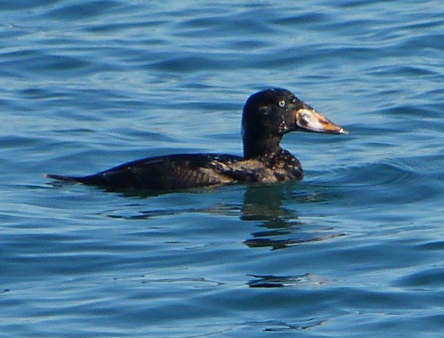 Surf Scoter - ML45533781