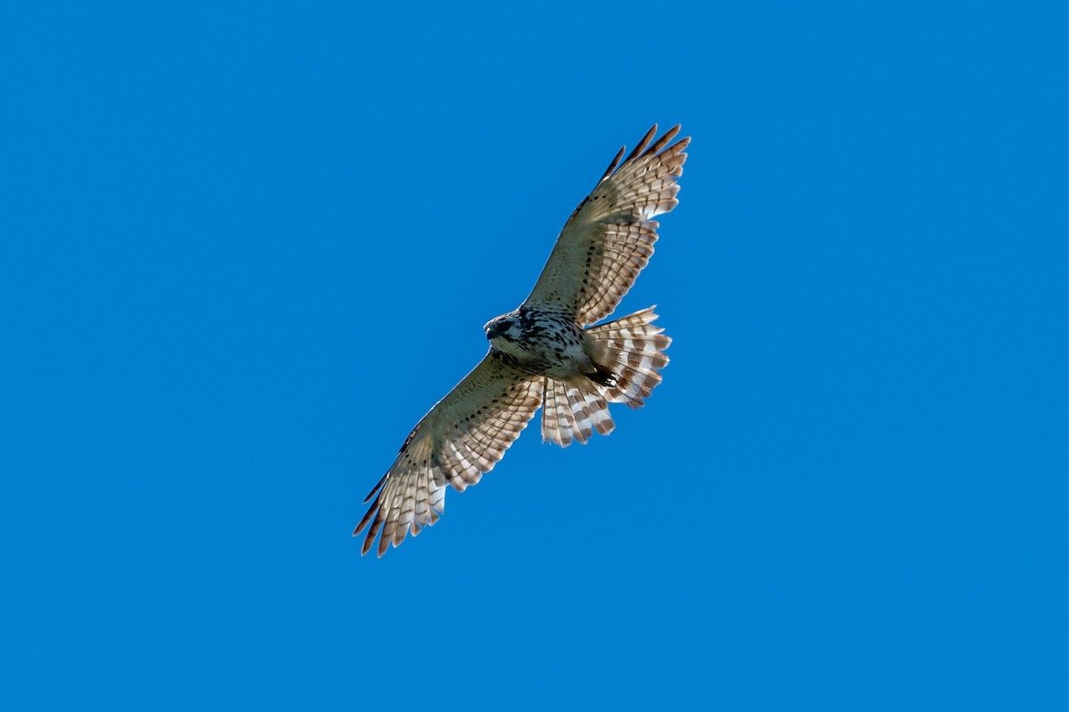 Broad-winged Hawk - ML455339671
