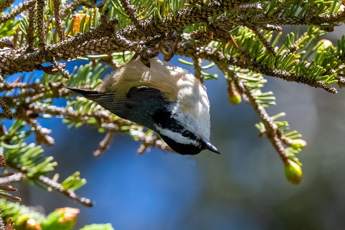 Red-breasted Nuthatch - ML455339731
