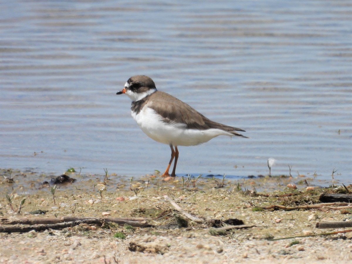 Semipalmated Plover - Tanja Britton