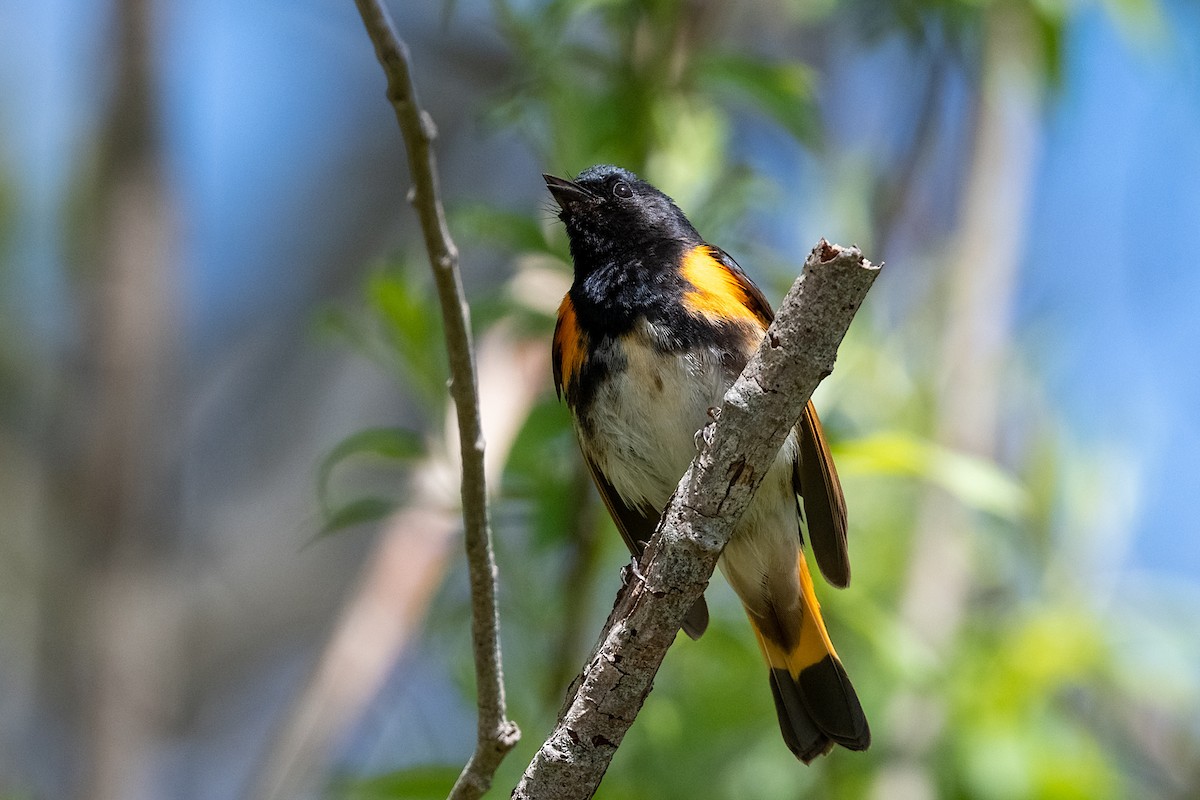 American Redstart - ML455339891