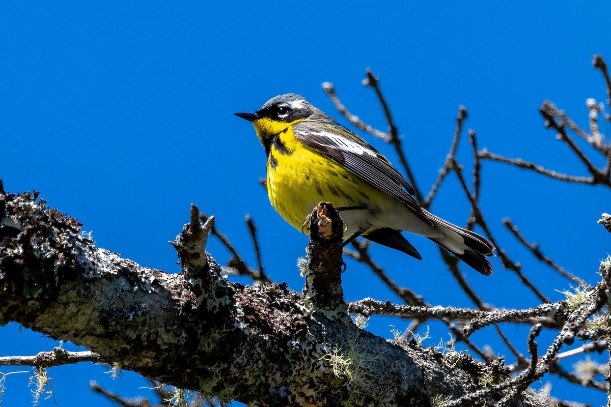 Magnolia Warbler - ML455339941