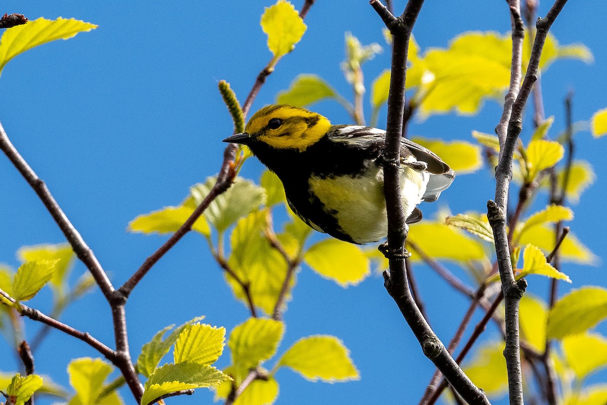 Black-throated Green Warbler - Richard Stern