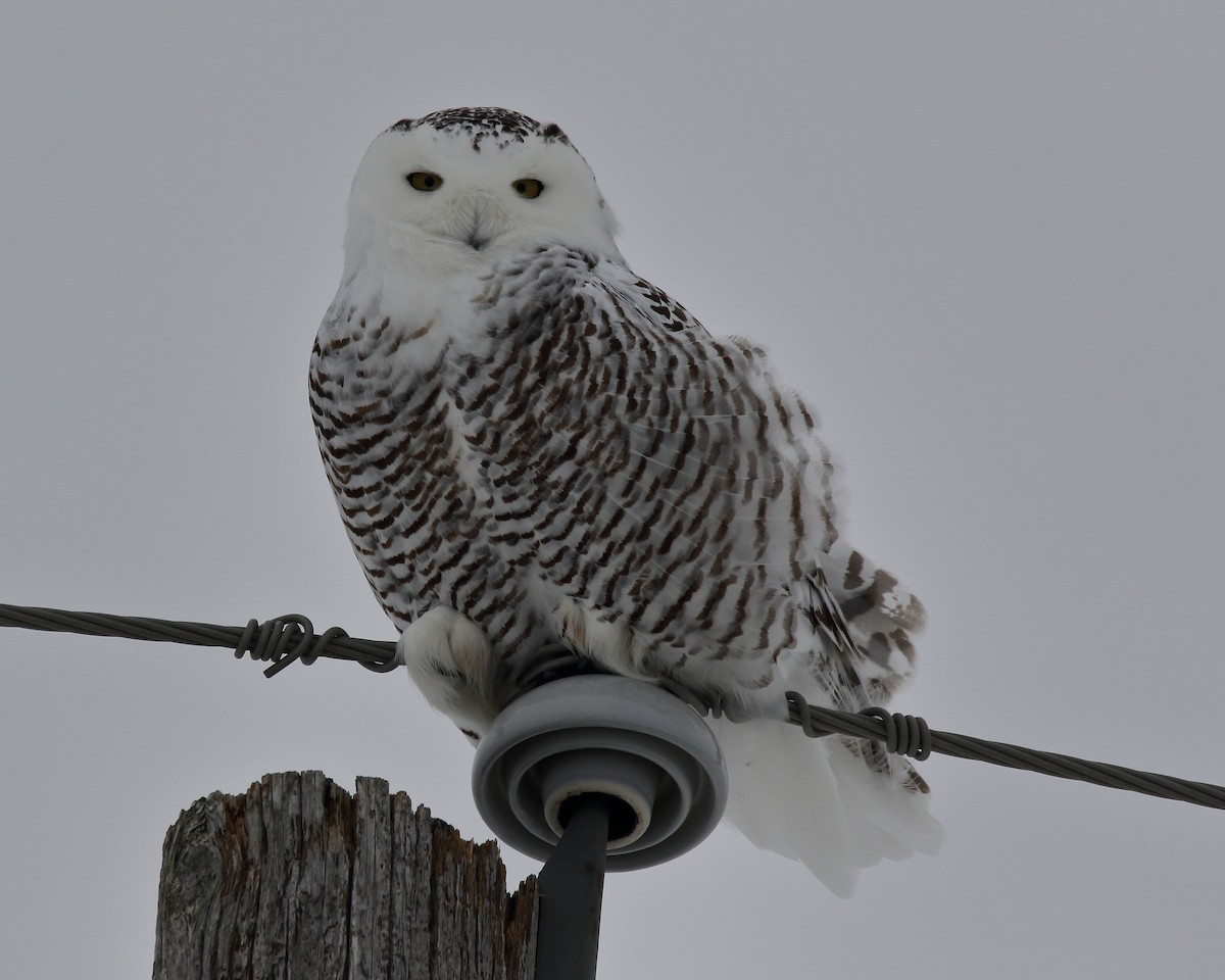 Snowy Owl - ML45534011
