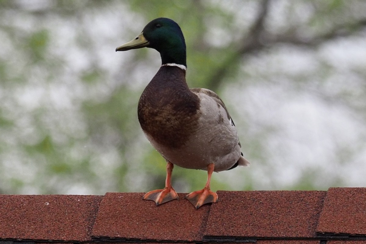 Canard colvert - ML455340761