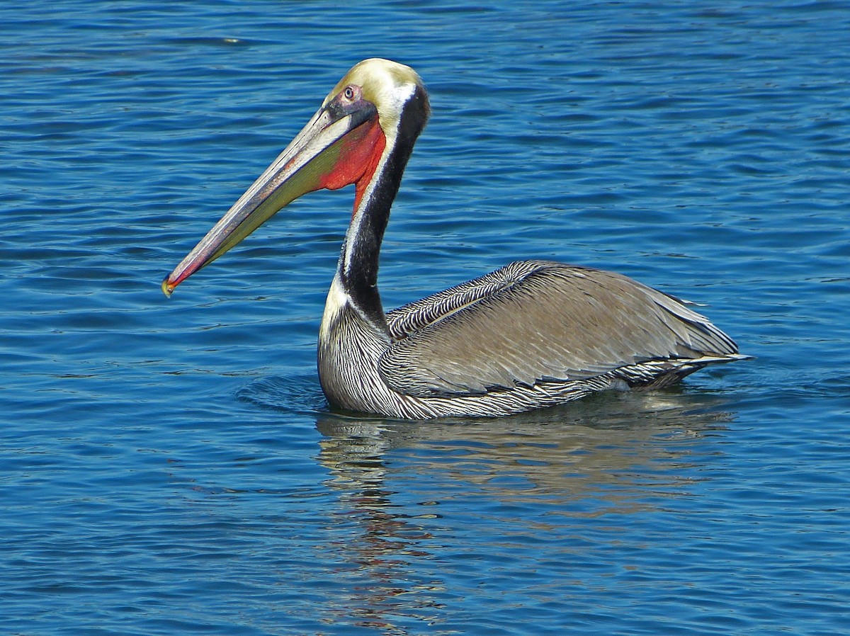 pelikán hnědý - ML45534131