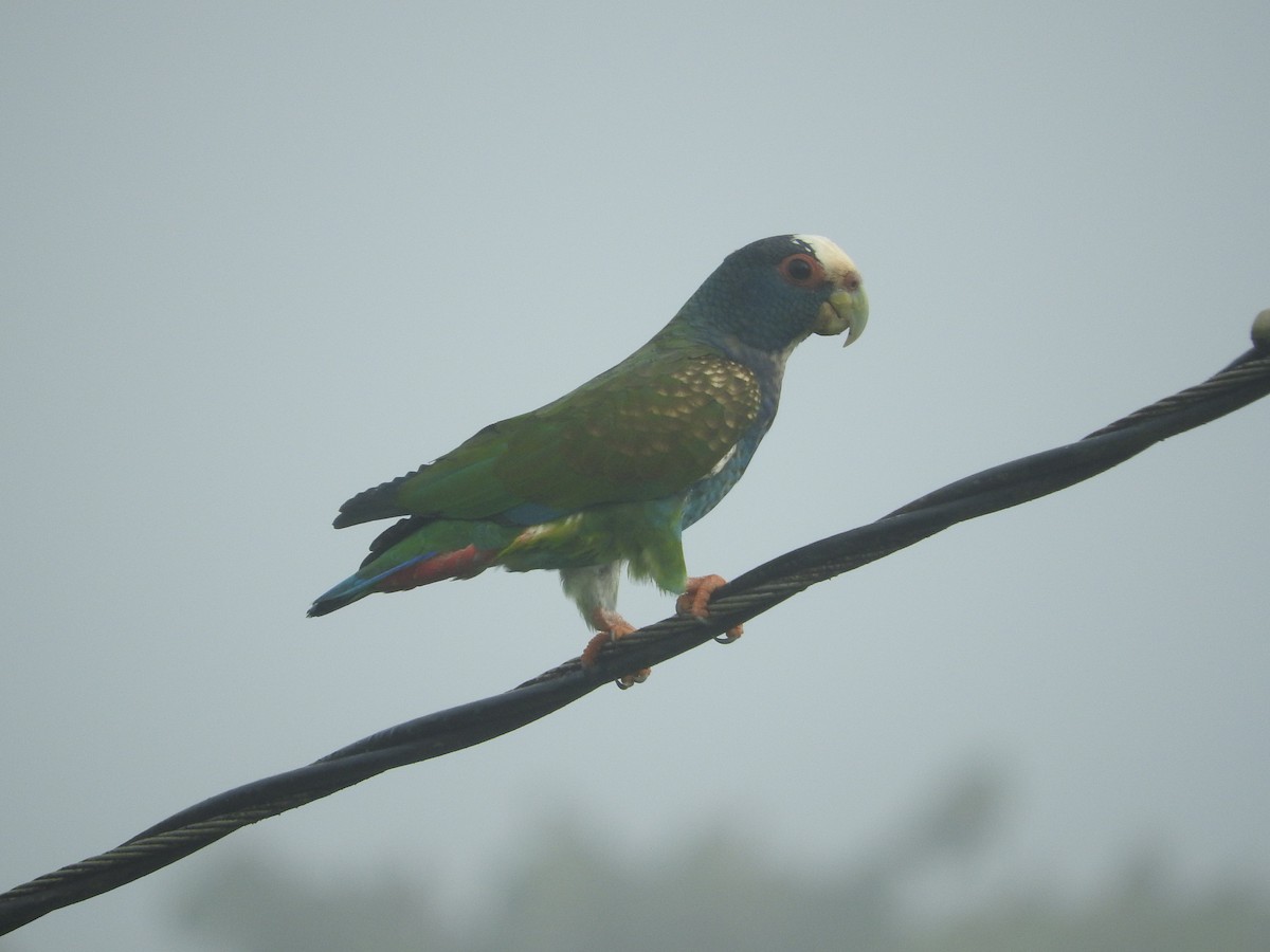 White-crowned Parrot - Jose Bolaños