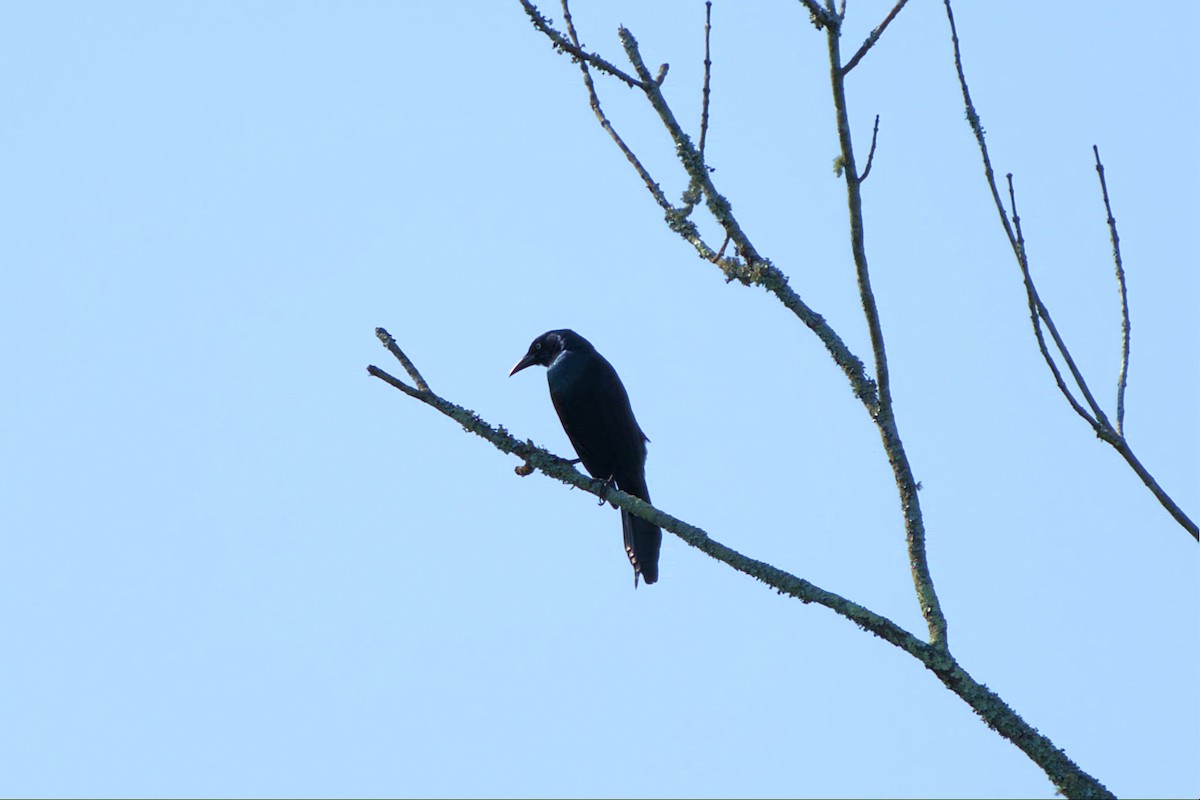 Common Grackle - Mark Montazer