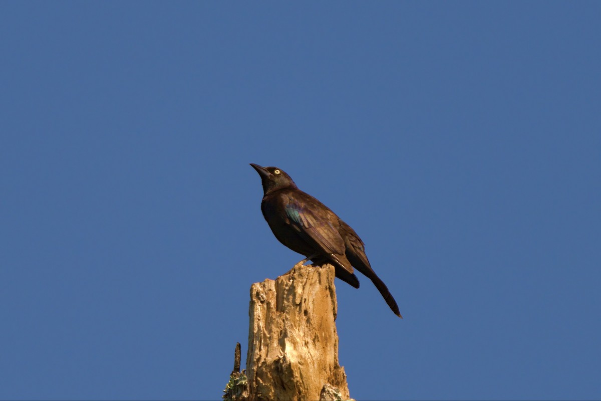 Common Grackle - Mark Montazer