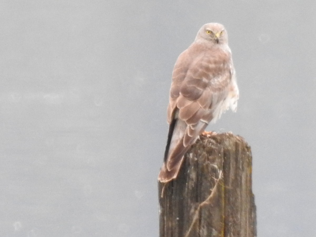 Northern Harrier - ML455341791