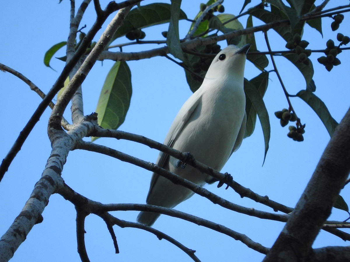 Snowy Cotinga - Jose Bolaños