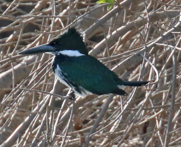 Amazon Kingfisher - ML45534231