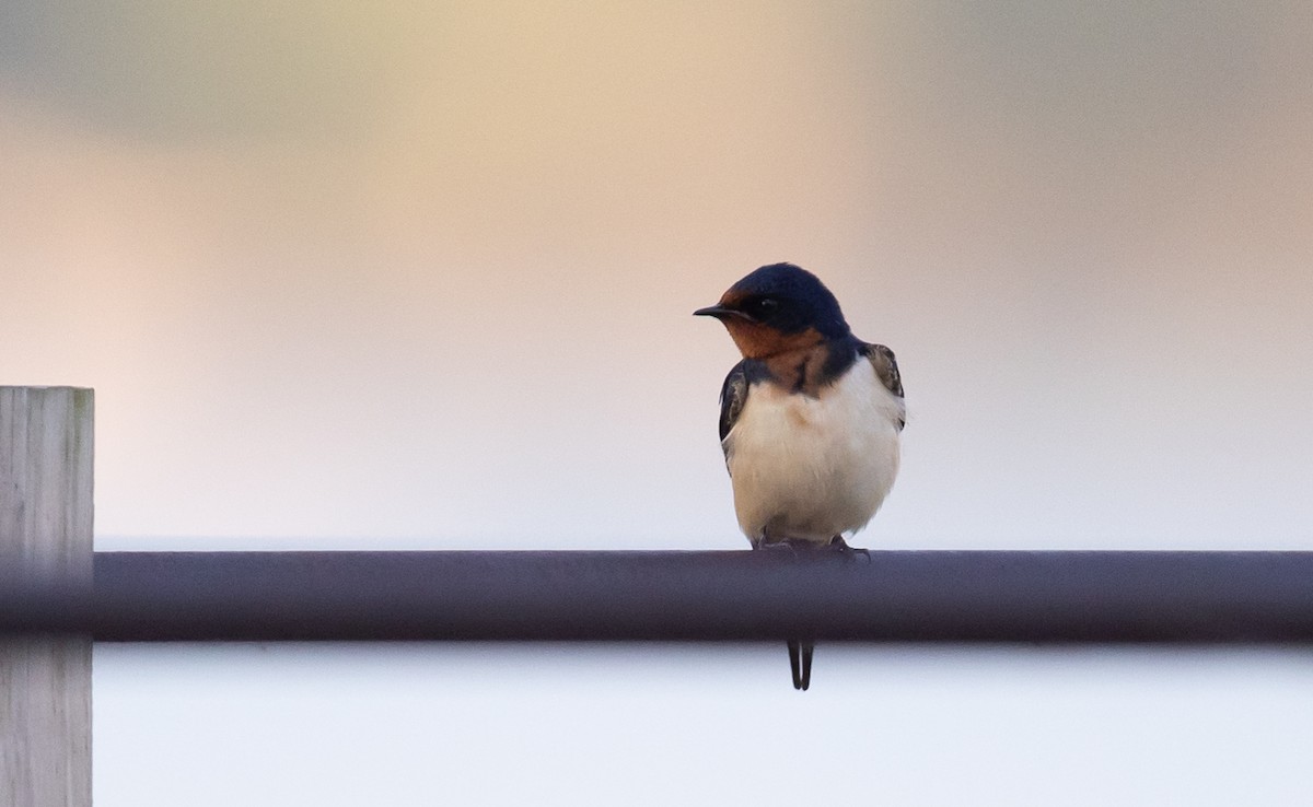 Barn Swallow - ML455343151