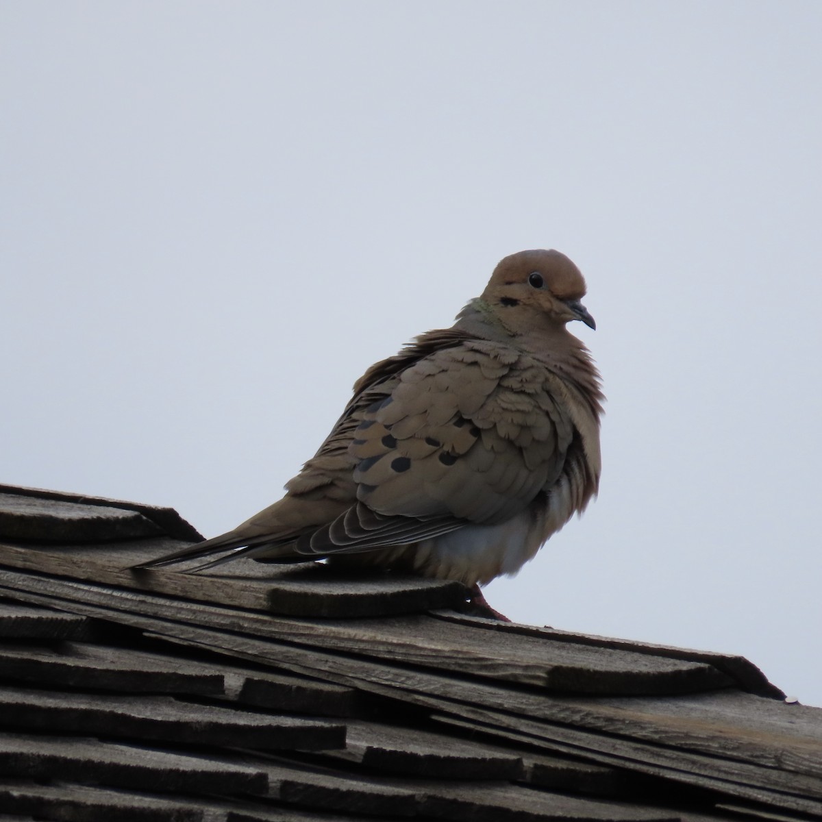 Mourning Dove - Laurel Smith
