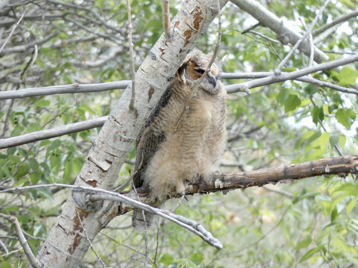 Great Horned Owl - ML455343331