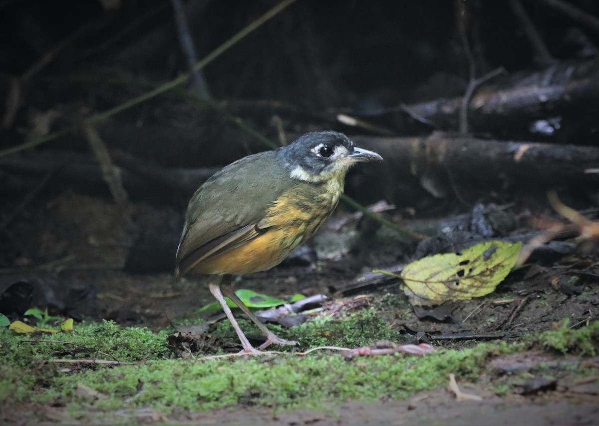 White-lored Antpitta - Craig Evans