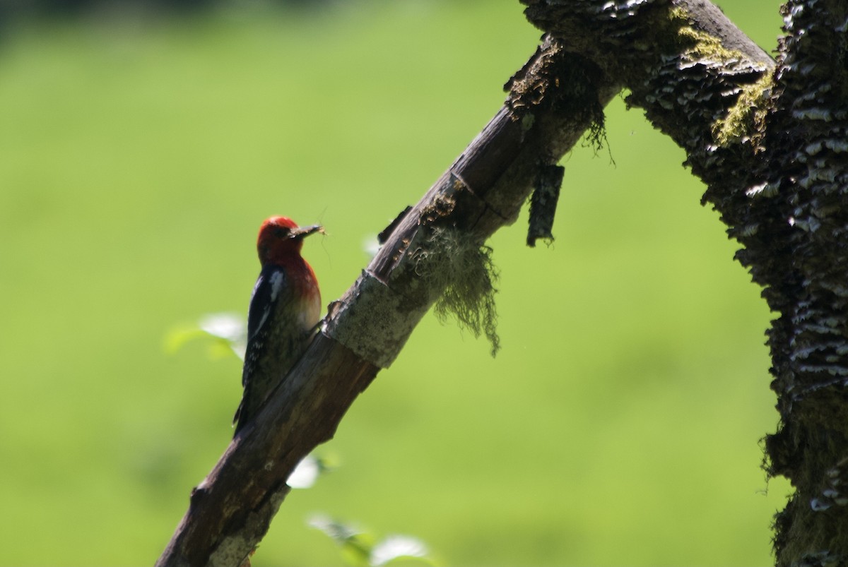 Red-breasted Sapsucker - ML455343811