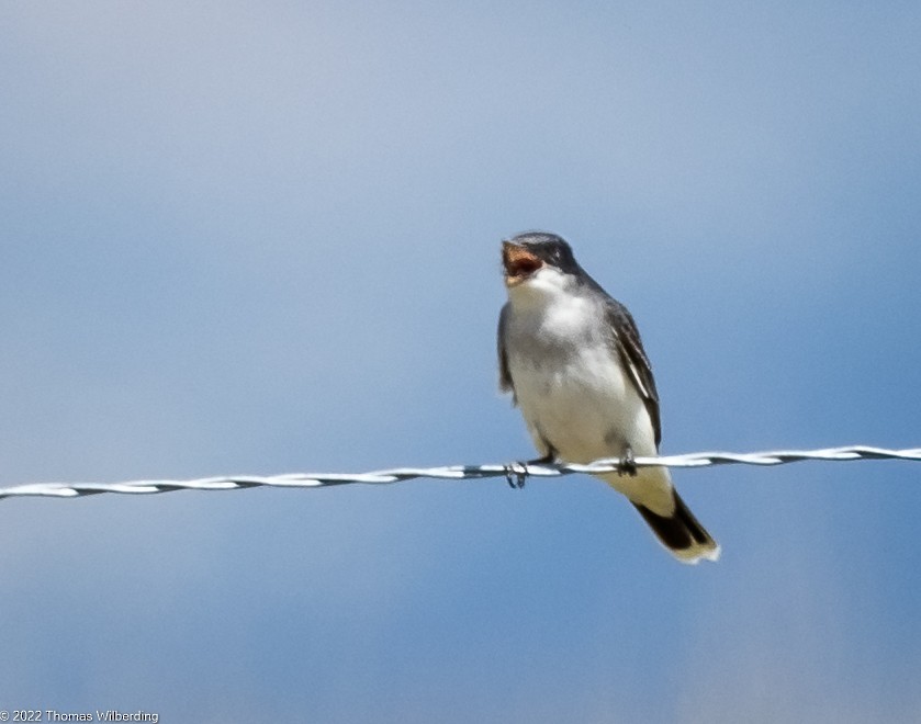 Eastern Kingbird - ML455346031