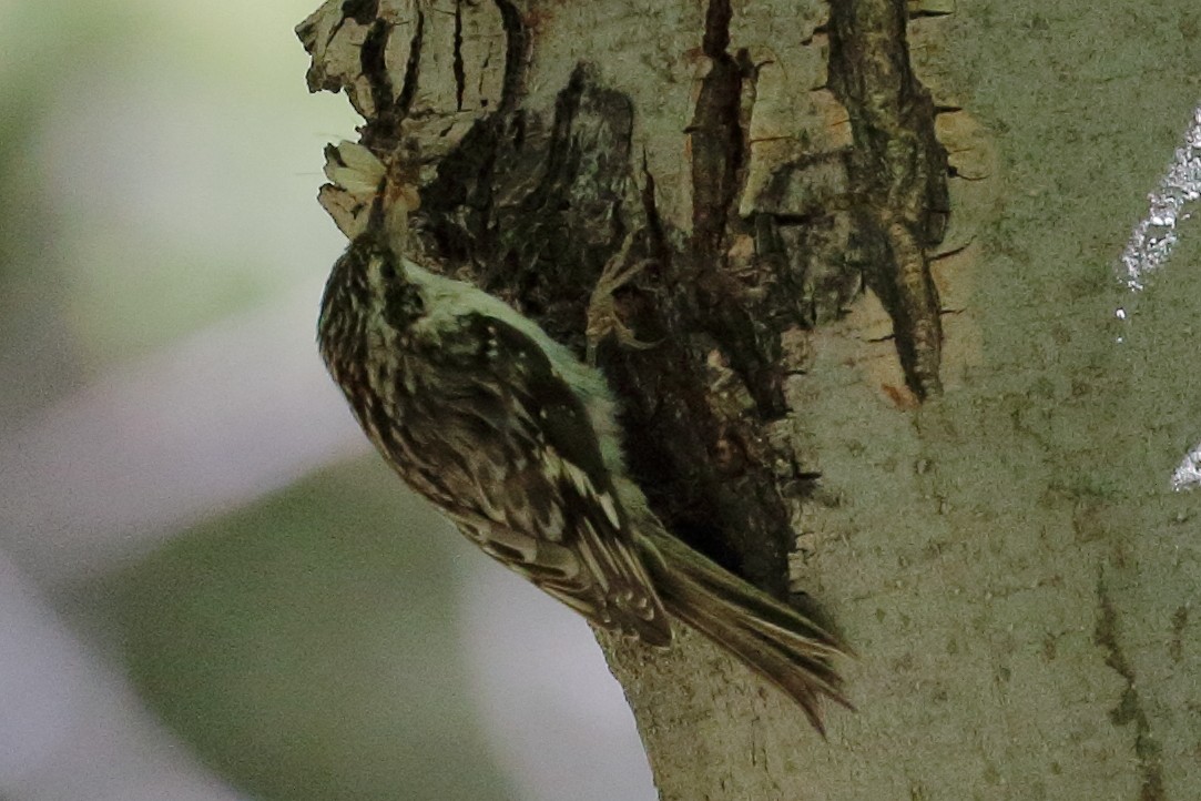 Brown Creeper - ML455346091