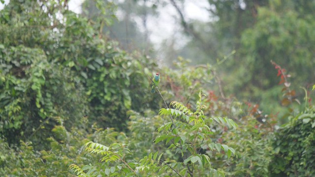 Blue-throated Barbet - ML455346491