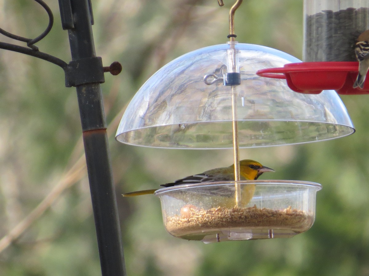 Bullock's Oriole - ML45534671