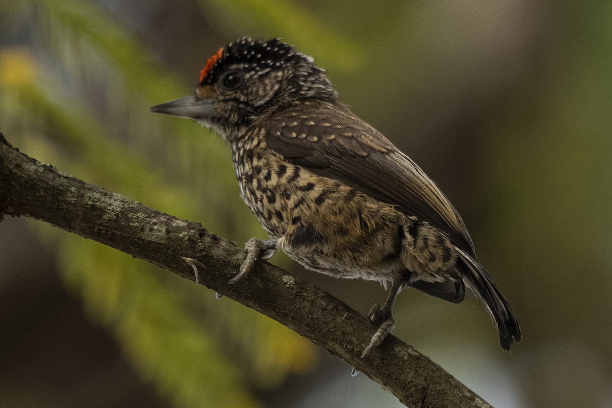 White-wedged Piculet - ML455349631