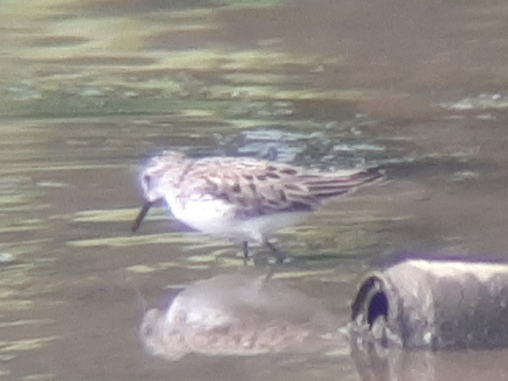 Semipalmated Sandpiper - ML455350031