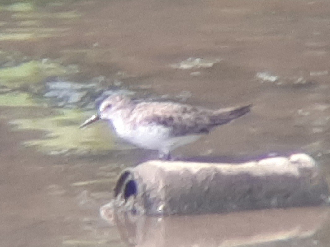 Semipalmated Sandpiper - ML455350511