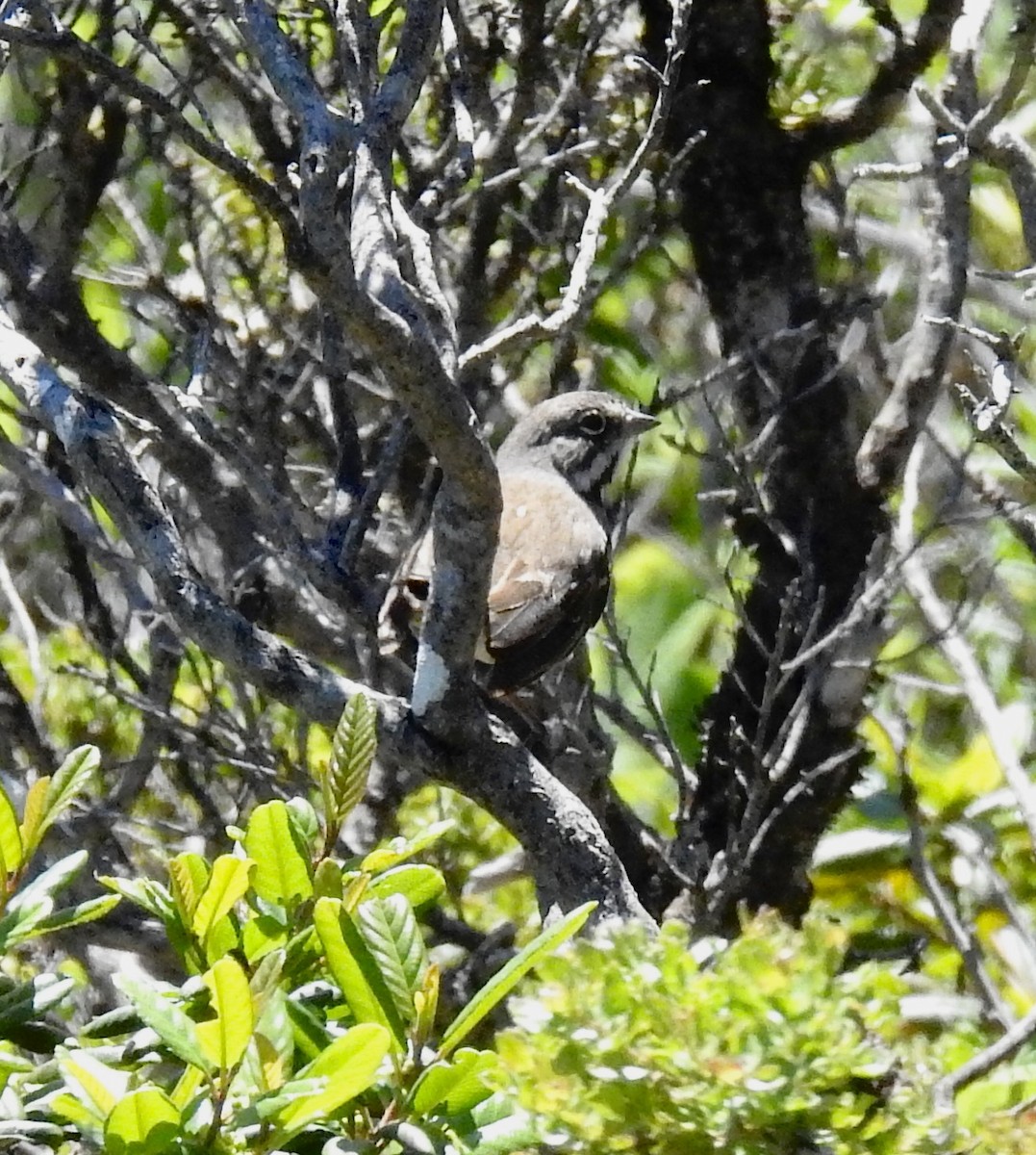 Bell's Sparrow - ML455353261