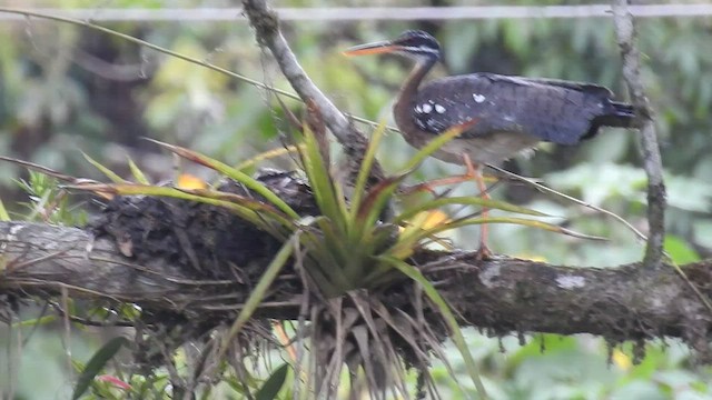 Sunbittern - ML455353821