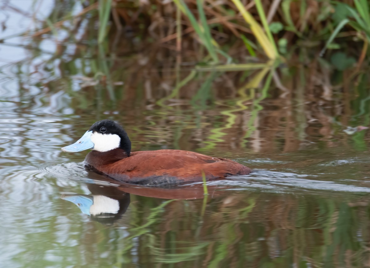 Ruddy Duck - MItchell Taylor