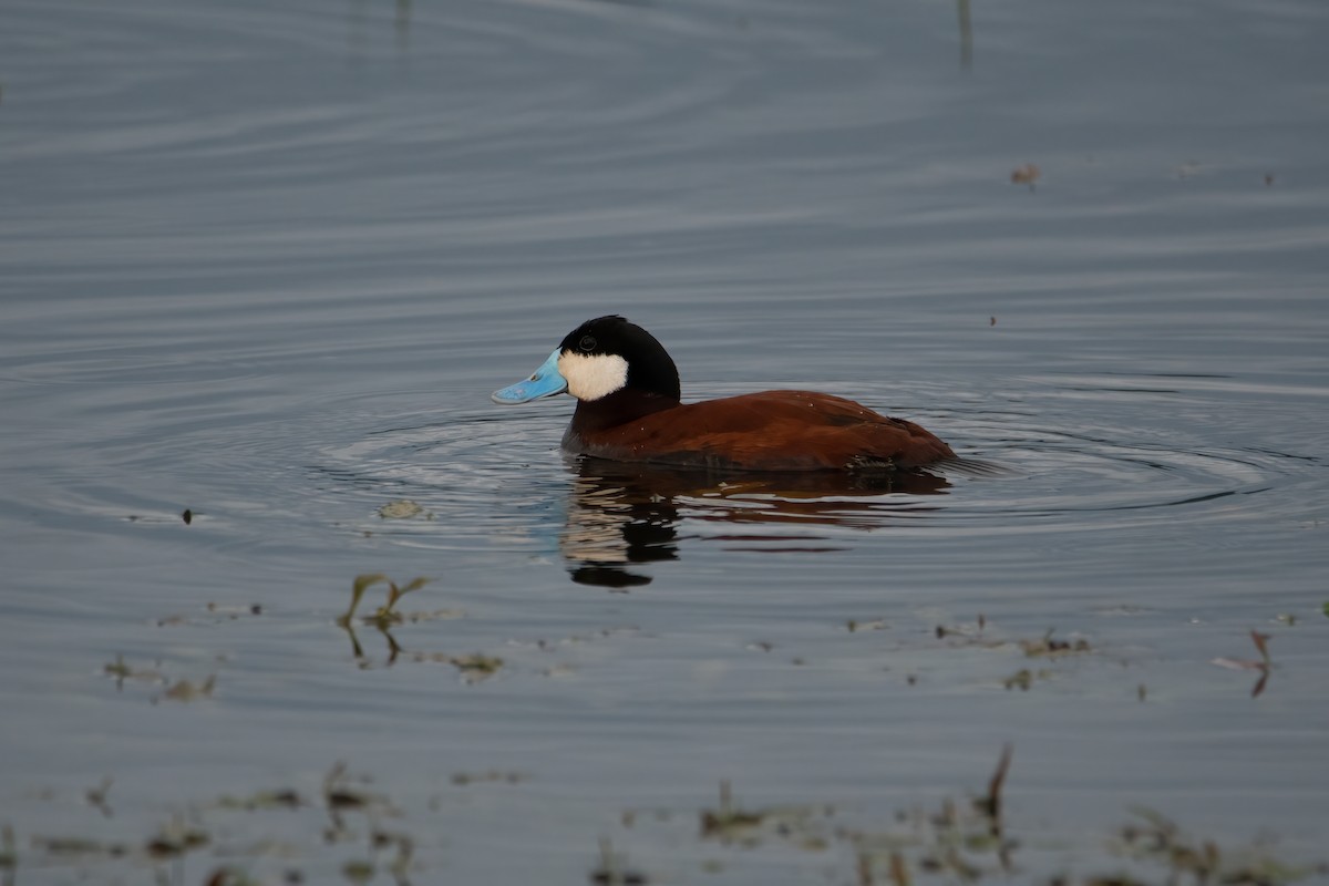 Ruddy Duck - ML455355161